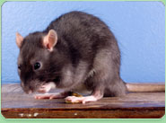 rat control Loughborough