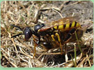 wasp control Loughborough